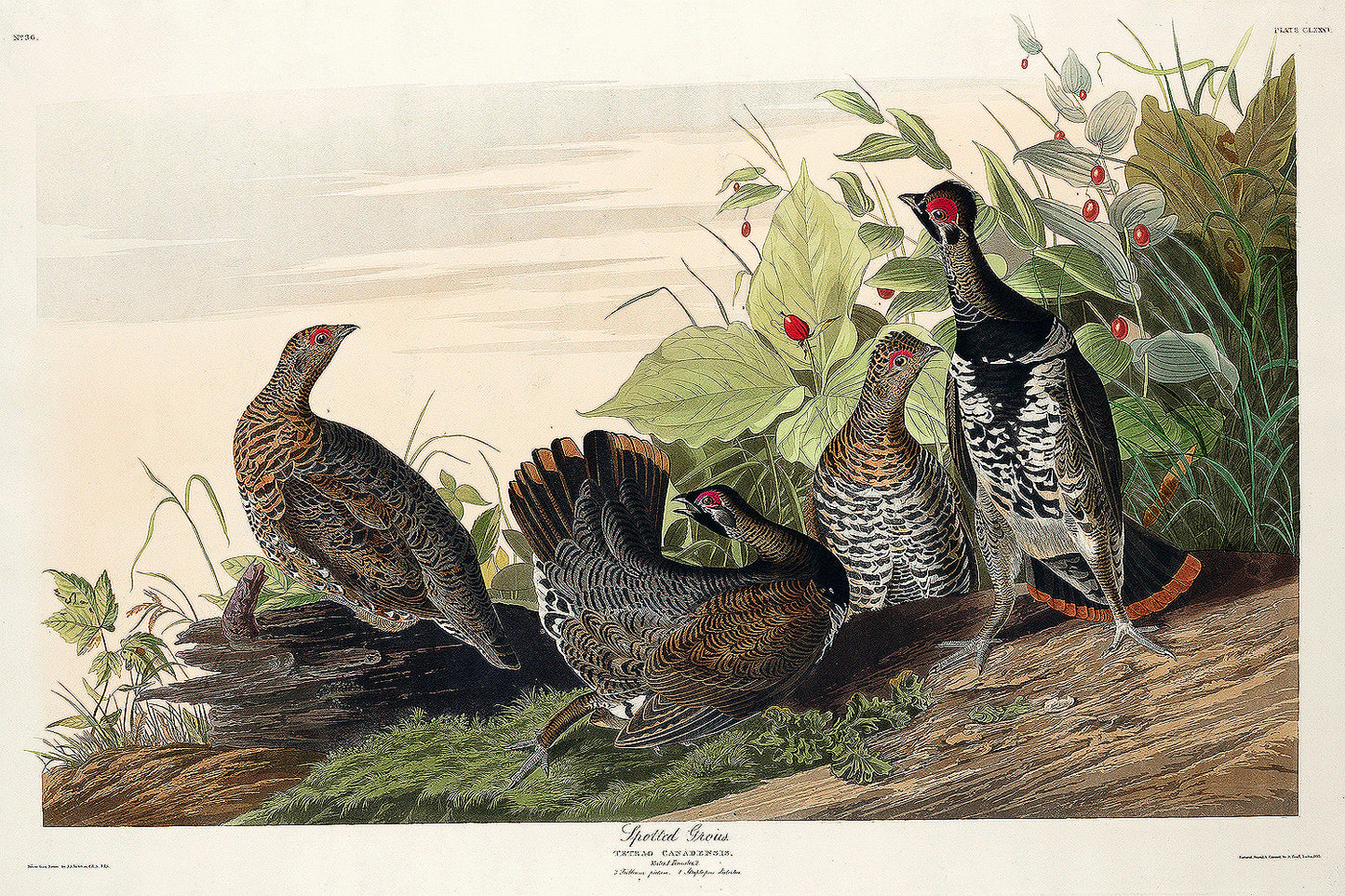 A framed print depicting Audubon's illustration of Spotted Grouse birds in a natural setting with greenery and flowers.