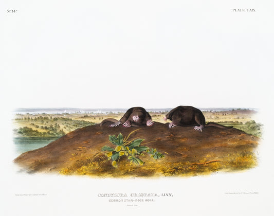 Star-nose Mole (Condylura cristata) by John James Audubon