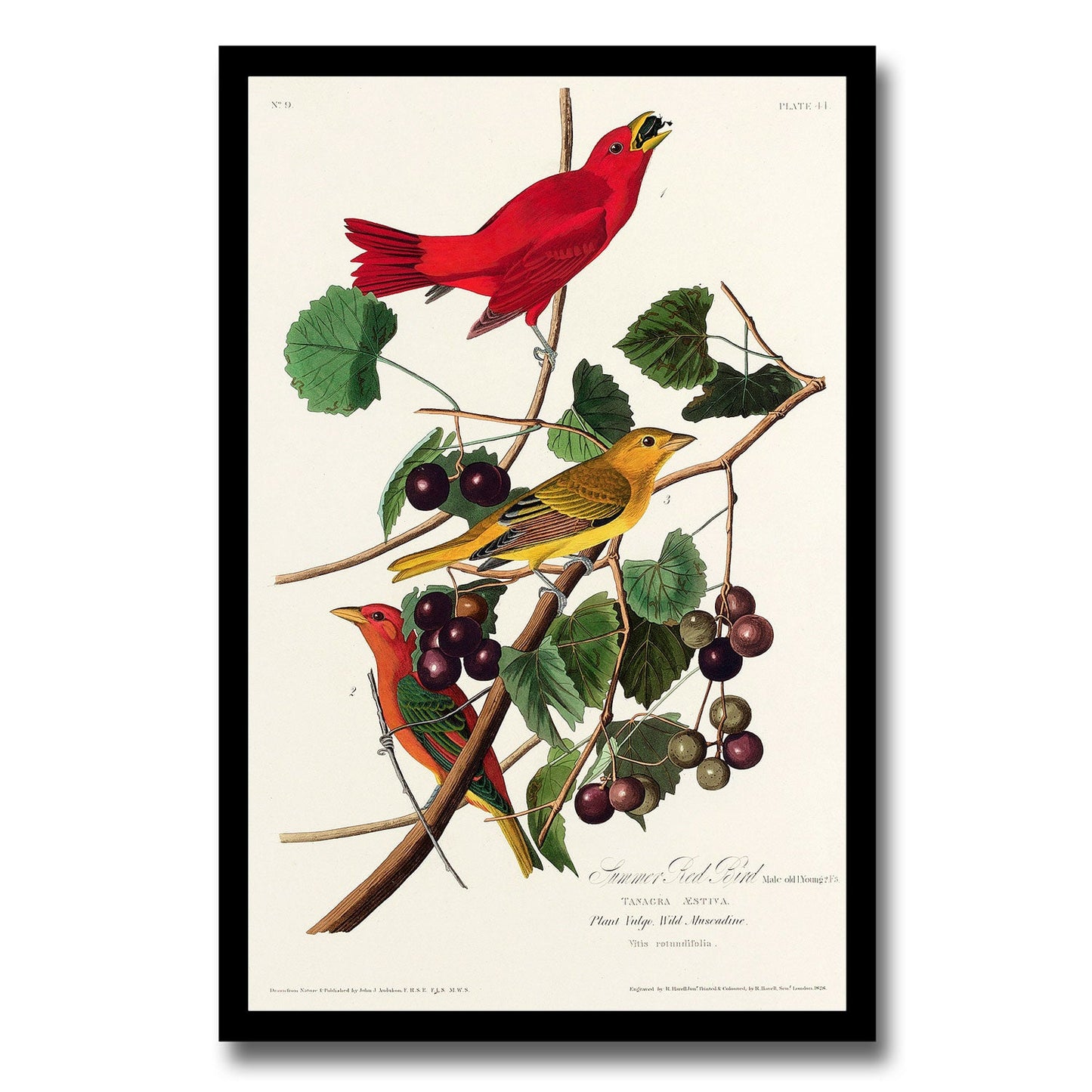 Summer, or Wood Duck by John J. Audubon )