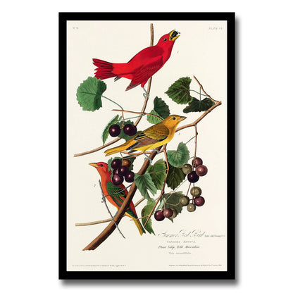 Summer Red Bird by John J. Audubon