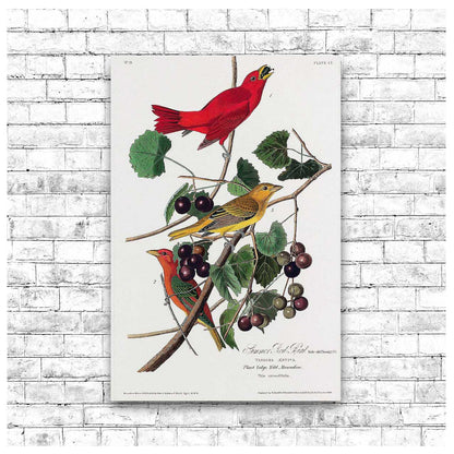 Summer Red Bird by John J. Audubon