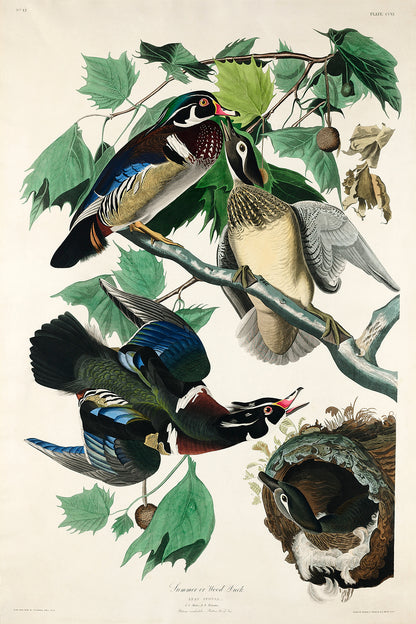A framed print featuring illustrations of wood ducks perched on branches, with a detailed and colorful depiction of the birds and their environment.