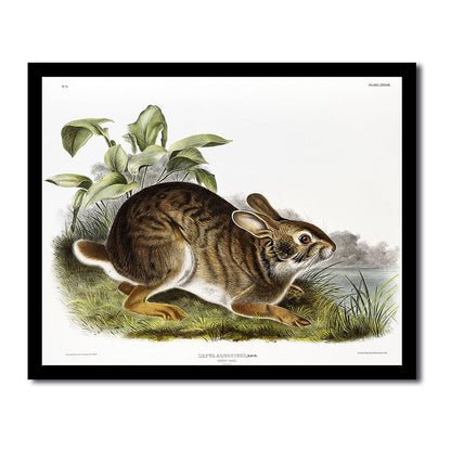 Swift Fox by John J. Audubon