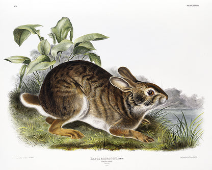 Swamp Hare by John J. Audubon