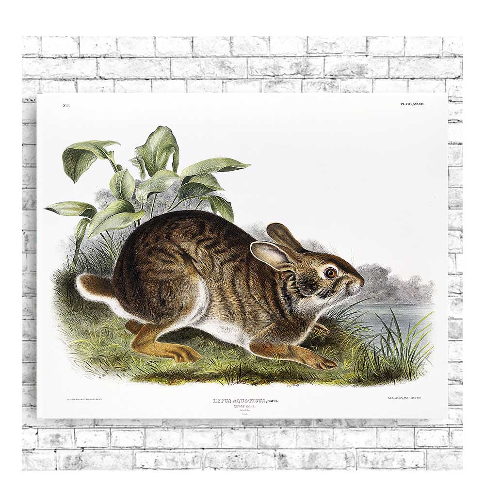 Swamp Hare by John J. Audubon