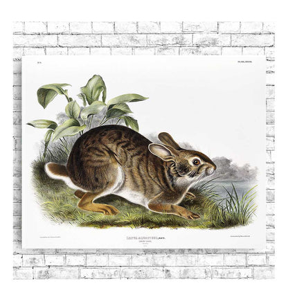 Swamp Hare by John J. Audubon