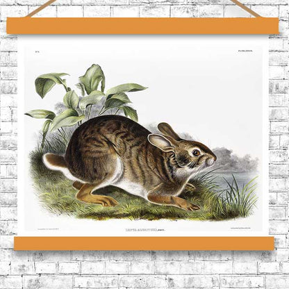 Swamp Hare by John J. Audubon