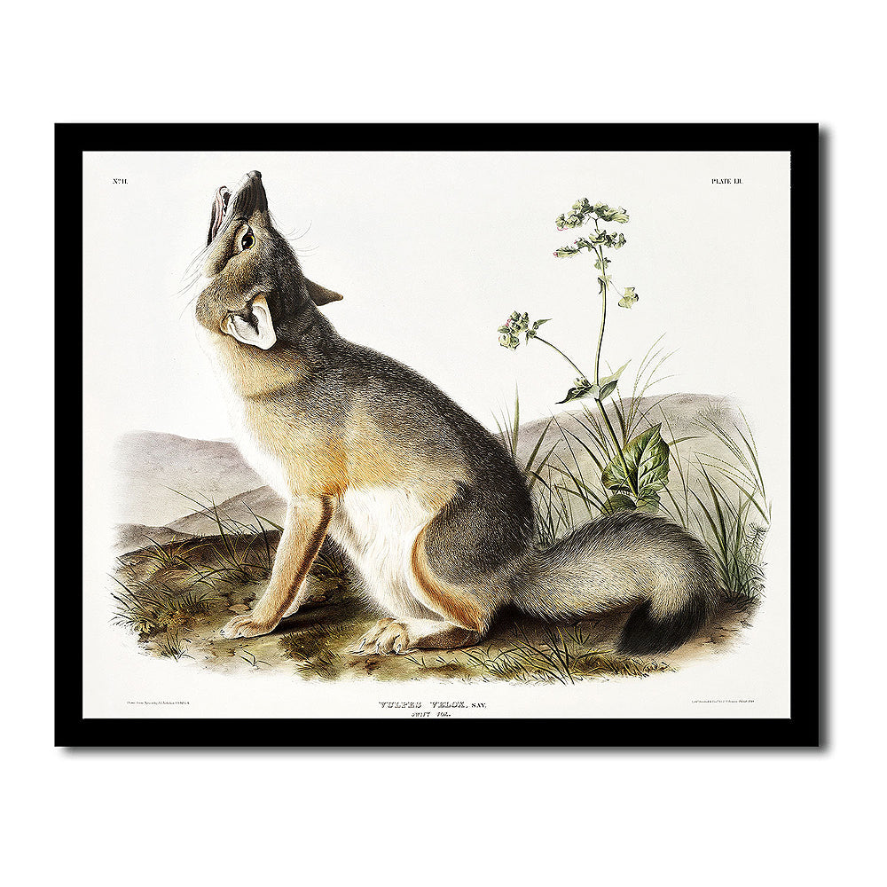 Tarandus Furcifer by John J. Audubon