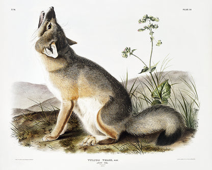 Swift Fox by John J. Audubon