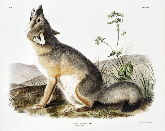 Swift Fox by John J. Audubon