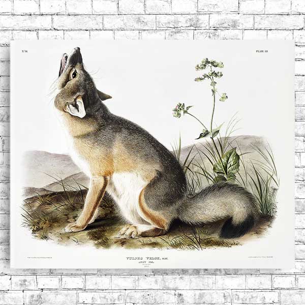 Swift Fox by John J. Audubon