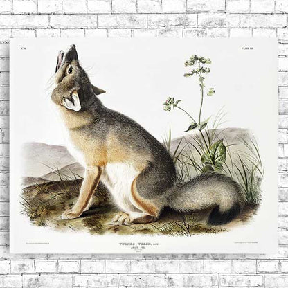 Swift Fox by John J. Audubon