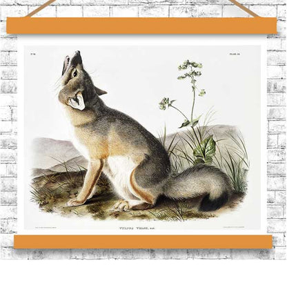 Swift Fox by John J. Audubon