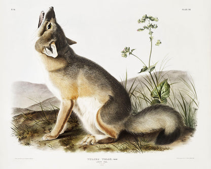 Swift Fox (Vulpes velox) by John James Audubon