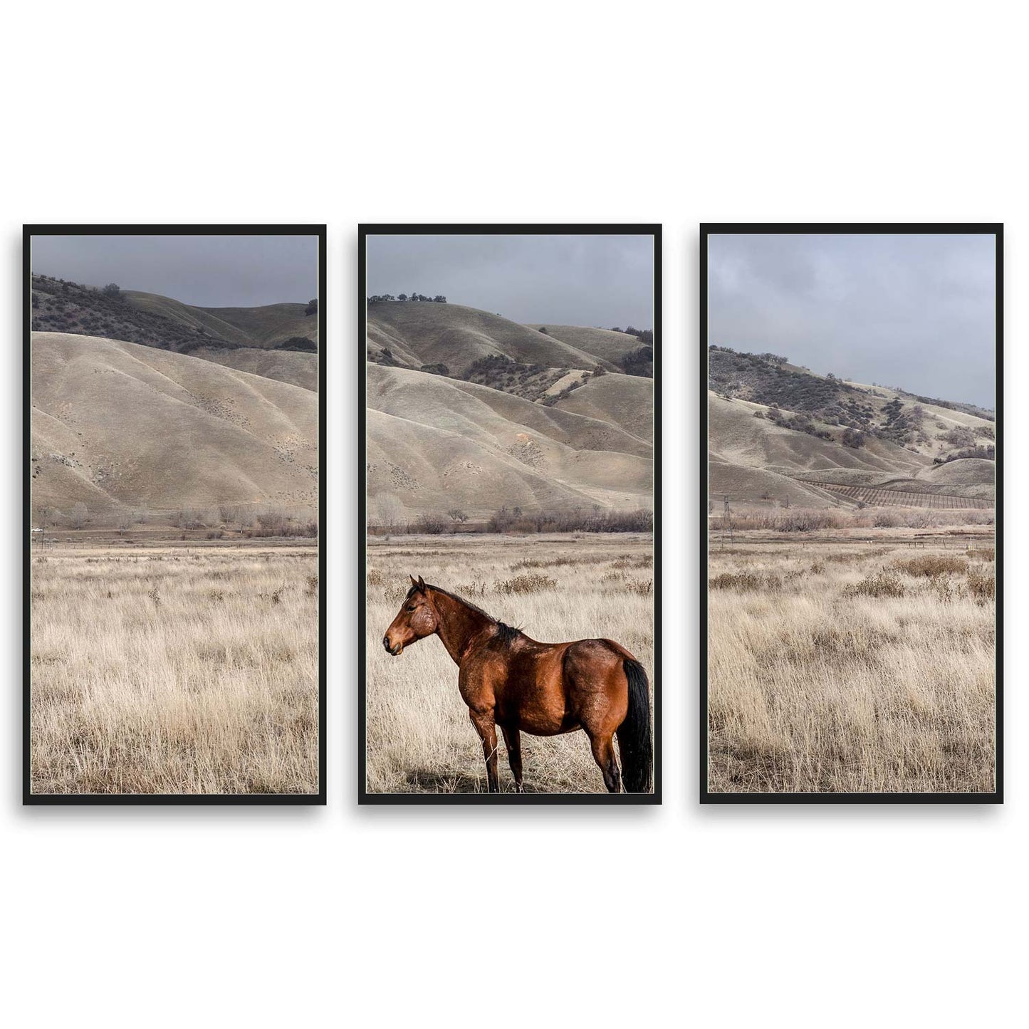 Lone Horse  | Choose Style | Size & Trim Color