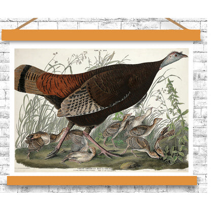 Great American Hen and Young by John J. Audubon