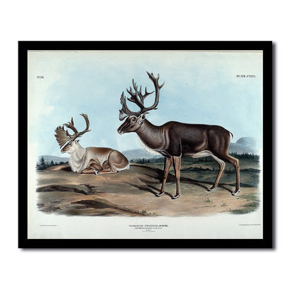 Texian Hare by John J. Audubon