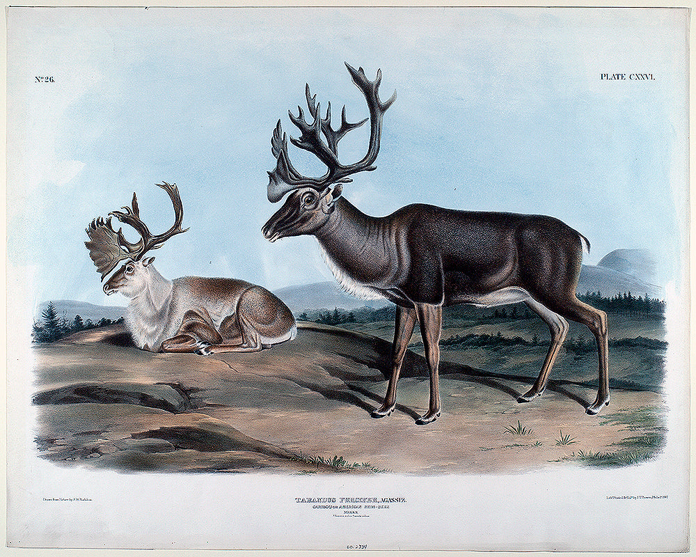 Tarandus Furcifer by John J. Audubon