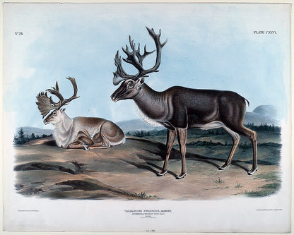 Tarandus Furcifer by John J. Audubon