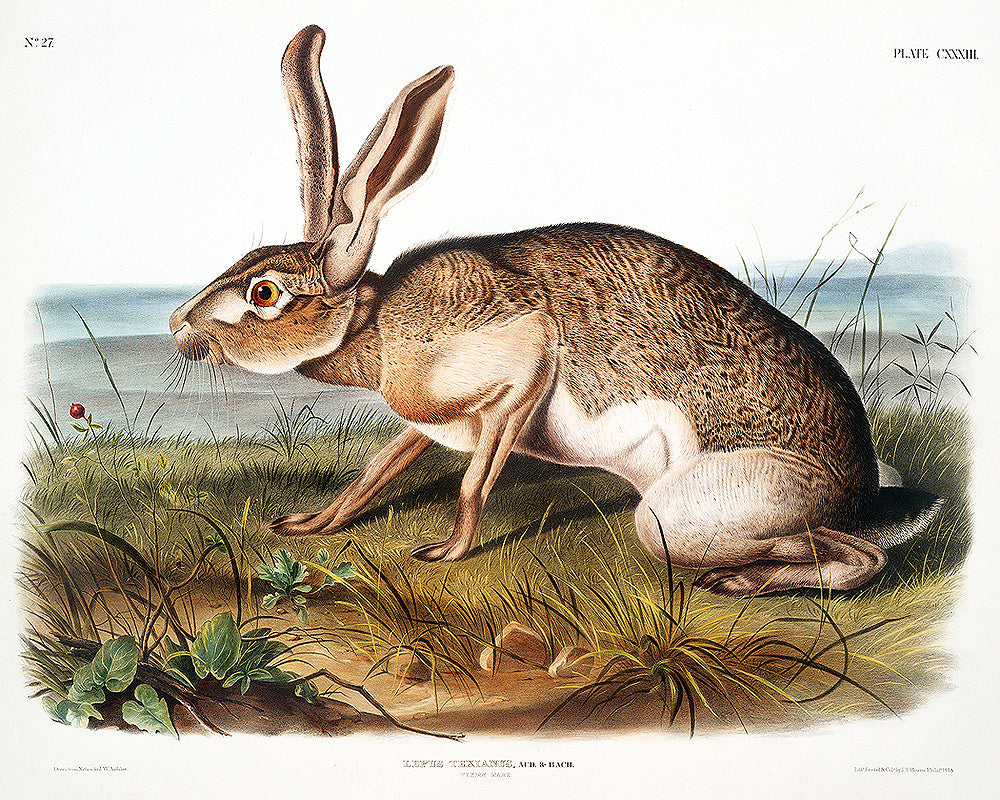 Texian Hare by John J. Audubon