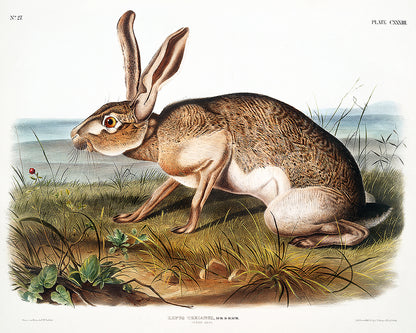 Texian Hare by John J. Audubon