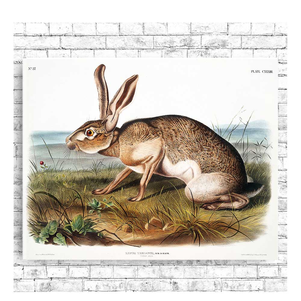 Texian Hare by John J. Audubon
