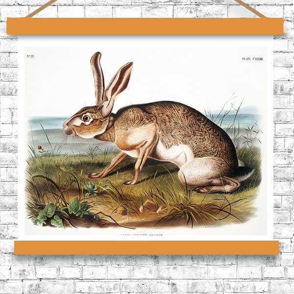 Texian Hare by John J. Audubon