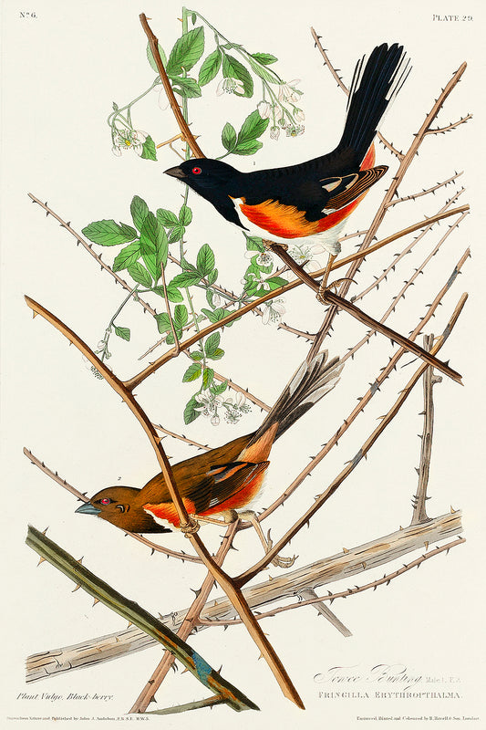 A framed print depicting two birds on a branch, showcasing a detailed and colorful illustration.