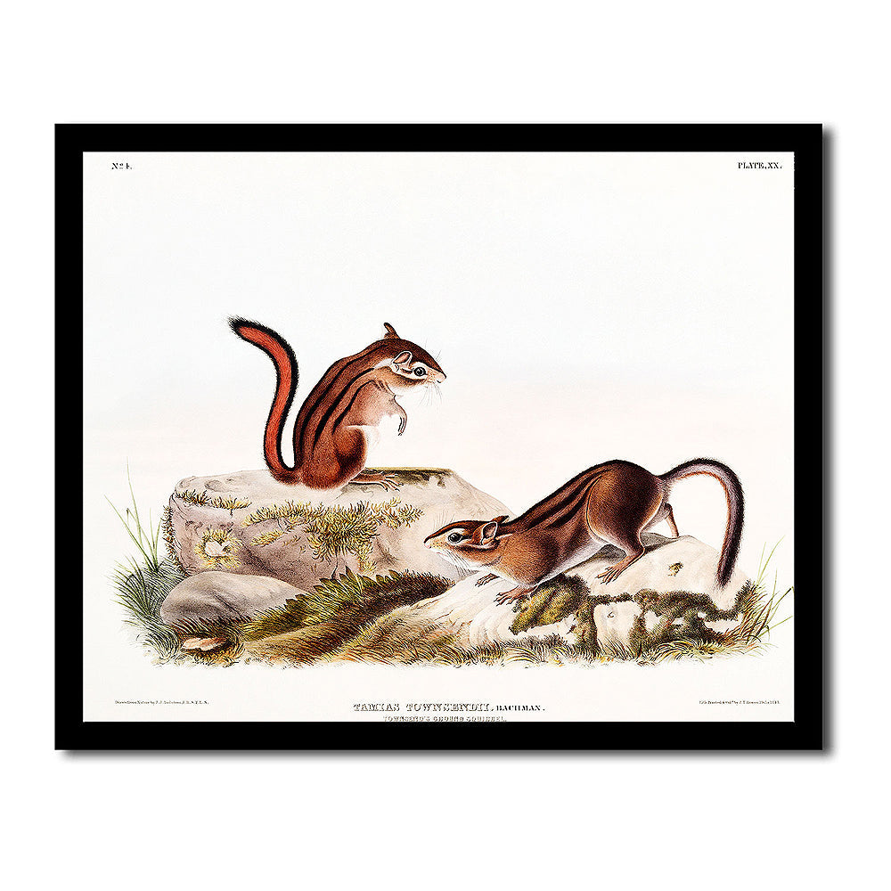 Townsend's Ground Squirrel by John J. Audubon