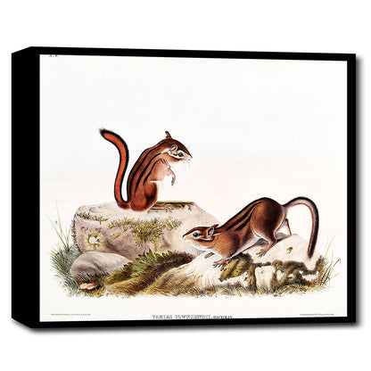 Townsend's Ground Squirrel by John J. Audubon