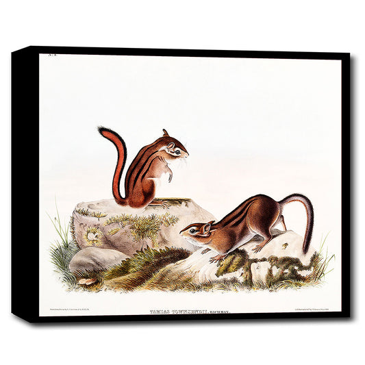 Townsend's Ground Squirrel by John J. Audubon