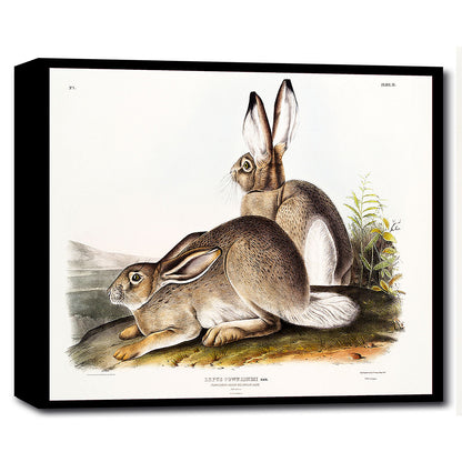 A framed print depicting two rabbits by John J. Audubon, with a black border and a white background.