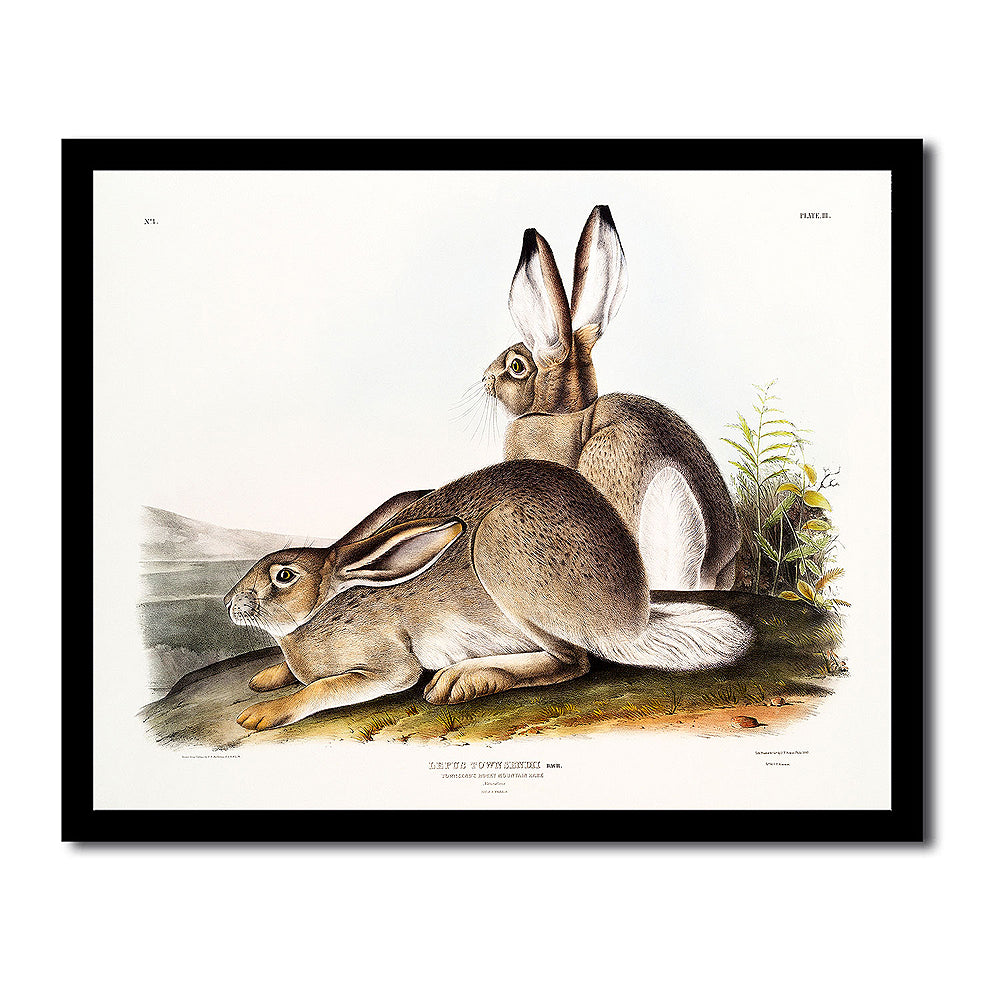 Townsend's Rocky Mountain Hare by John J. Audubon