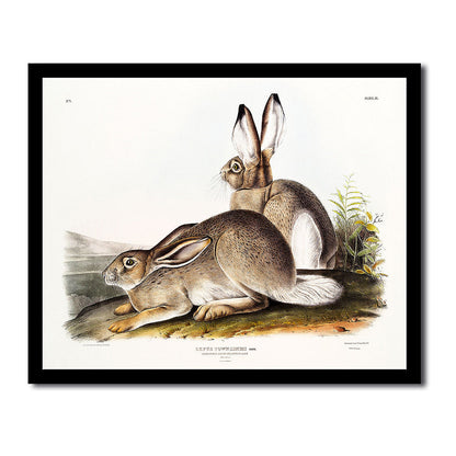 Townsend's Rocky Mountain Hare by John J. Audubon