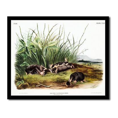 Townsend's Shrew Mole by John J. Audubon