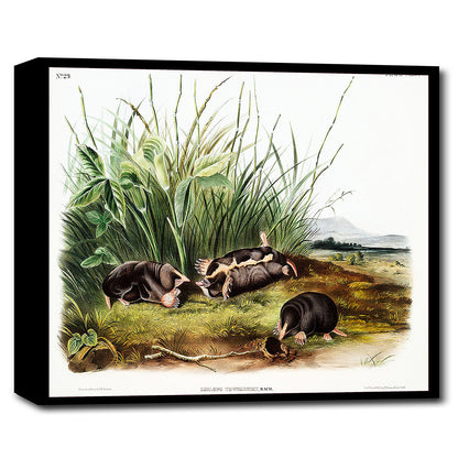 A framed print depicting Townsend's Shrew Mole, with multiple moles depicted in a natural setting, surrounded by greenery.