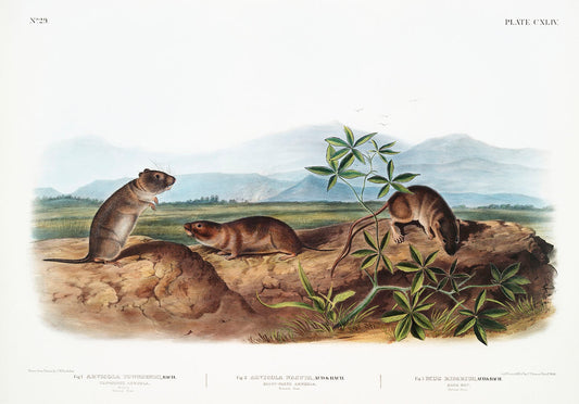 Townsend's Arvicola , Sharp-nosed Arvicola, and Bank Rat by John James Audubon