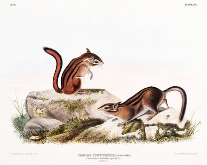 A framed print depicting two ground squirrels on a naturalistic background, offered as a 'Framed under Acrylic' option.