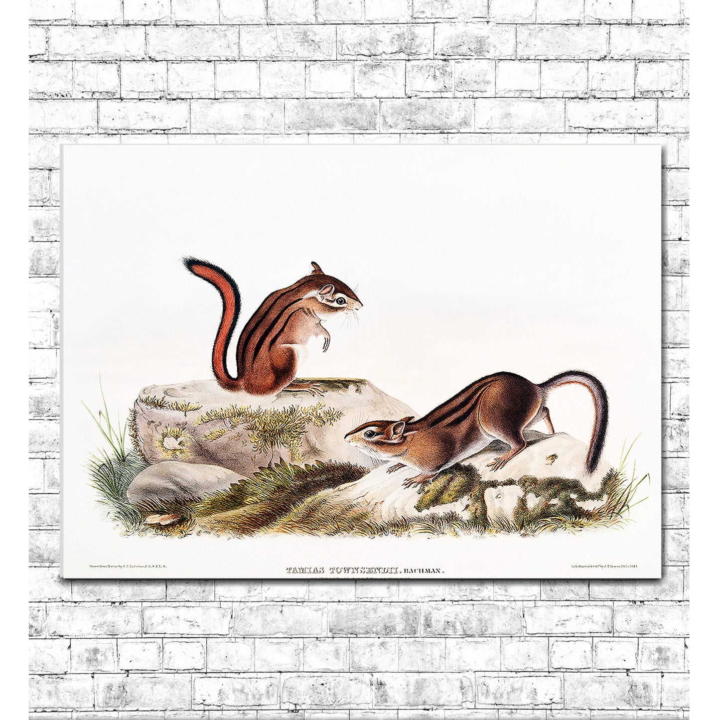 A framed print depicting two ground squirrels on a naturalistic background, offered as a 'Framed under Acrylic' option.