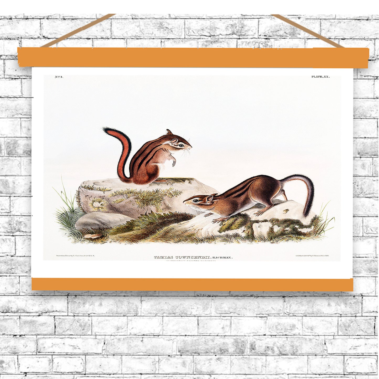 Townsend's Ground Squirrel by John J. Audubon
