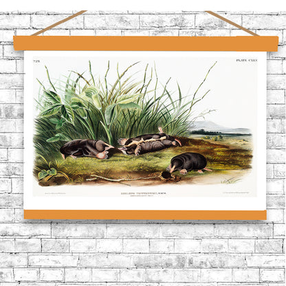 Townsend's Shrew Mole by John J. Audubon