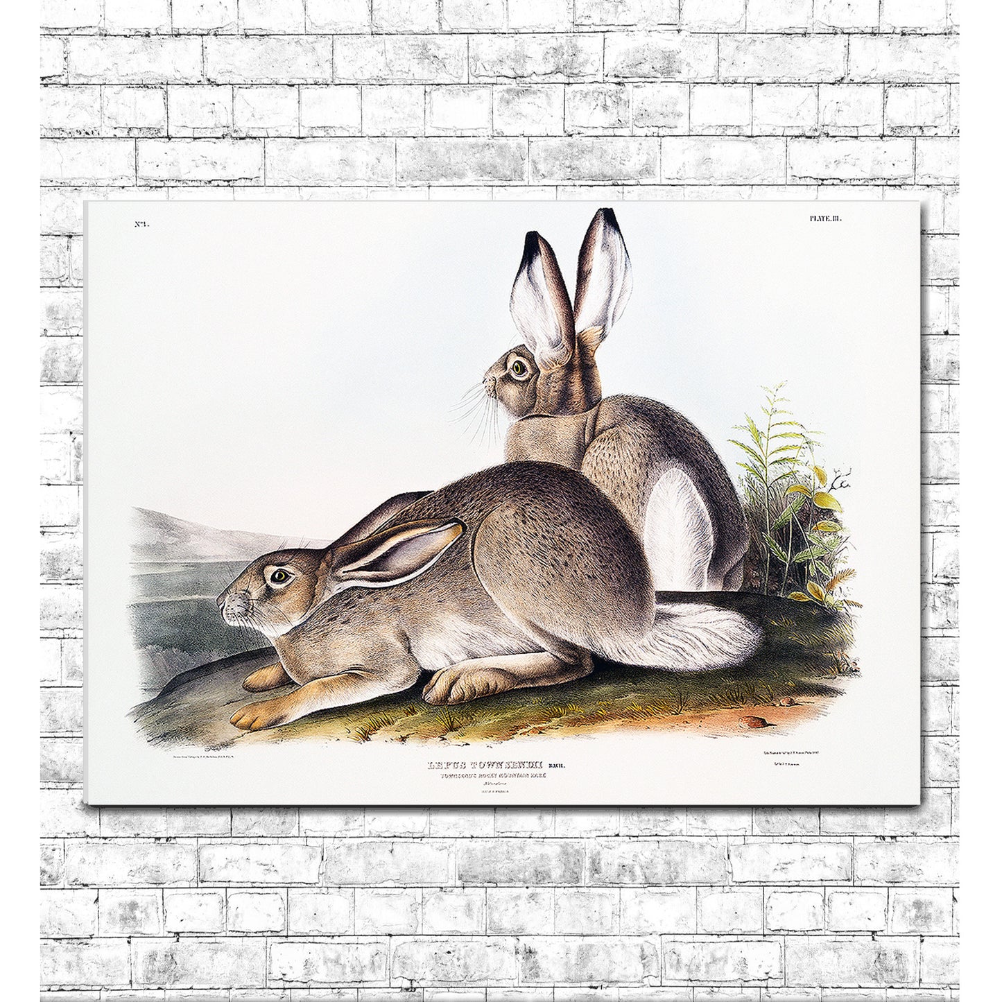 Townsend's Rocky Mountain Hare by John J. Audubon