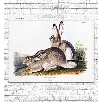 Townsend's Rocky Mountain Hare by John J. Audubon