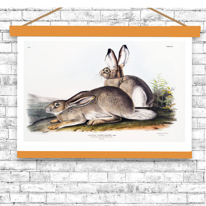 Townsend's Rocky Mountain Hare by John J. Audubon