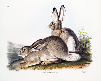 A framed print depicting two rabbits by John J. Audubon, with a black border and a white background.