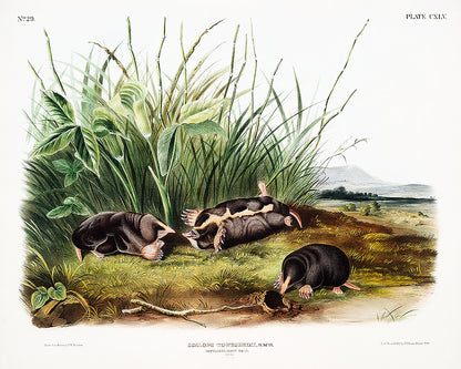 A framed print depicting Townsend's Shrew Mole, with multiple moles depicted in a natural setting, surrounded by greenery.