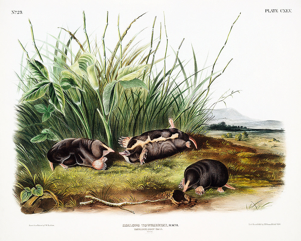 Townsend's Shrew Mole by John J. Audubon