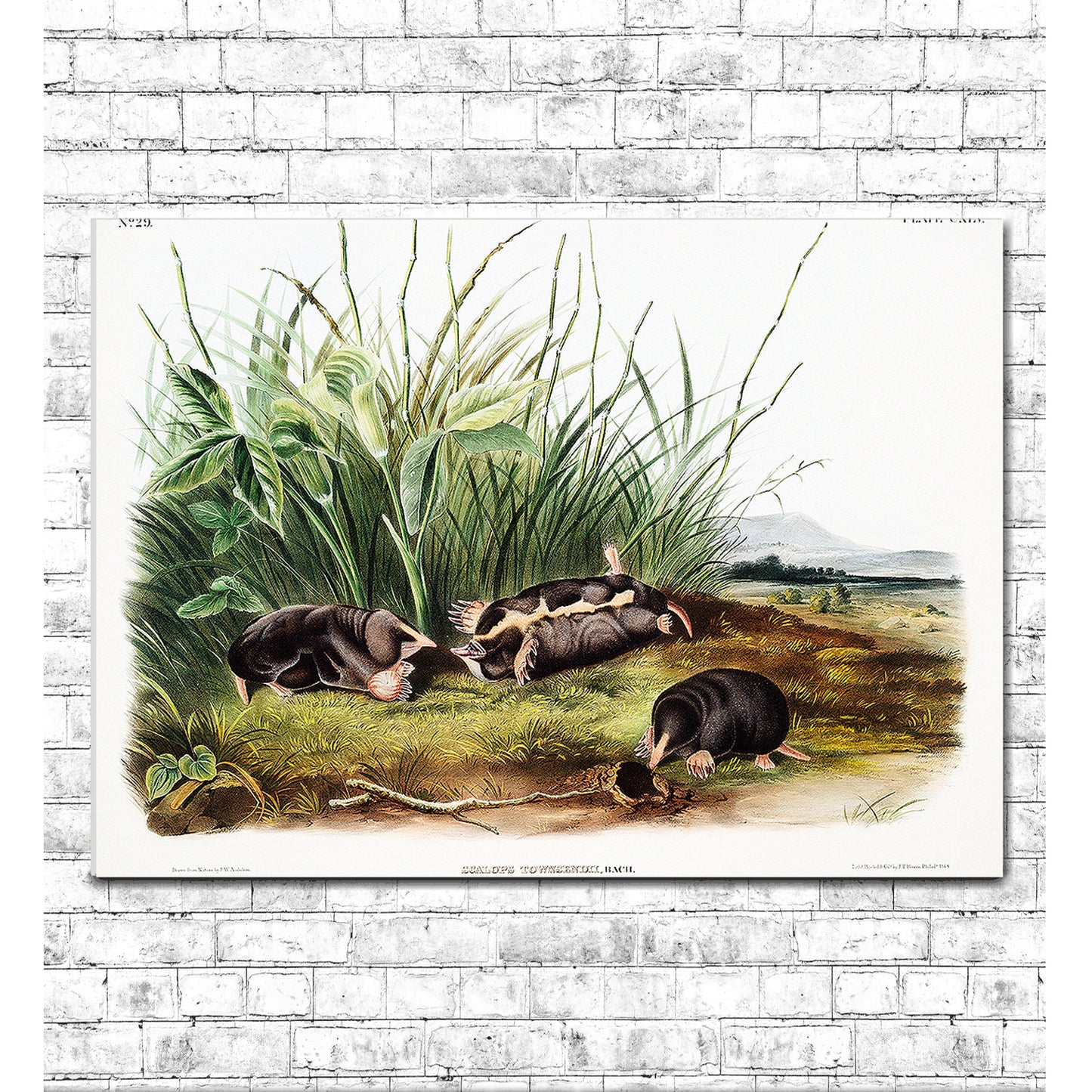 Townsend's Shrew Mole by John J. Audubon