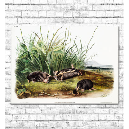 Townsend's Shrew Mole by John J. Audubon
