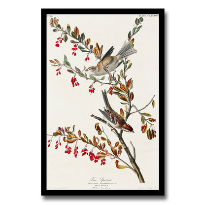 Tree Sparrow by John J. Audubon